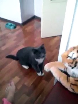Кот ненавидит этого тигра