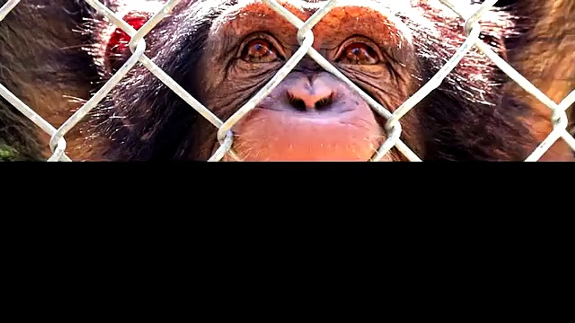 Очаровательные животные