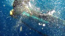 Hombre  arriesga su vida y rescata a ballena atrapada en España