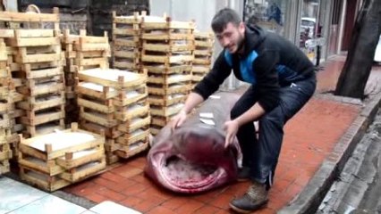 Ege Denizi'nde Dev Köpek Balıkları Yakalandı - Balıkesir