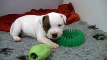 29ème vidéo Le chiot n°3 Mâle de la 23ème portée de STAFFORDLAND