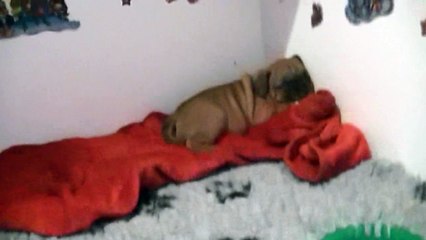 31ème vidéo Le chiot n°4 Femelle de la 23ème portée de STAFFORDLAND