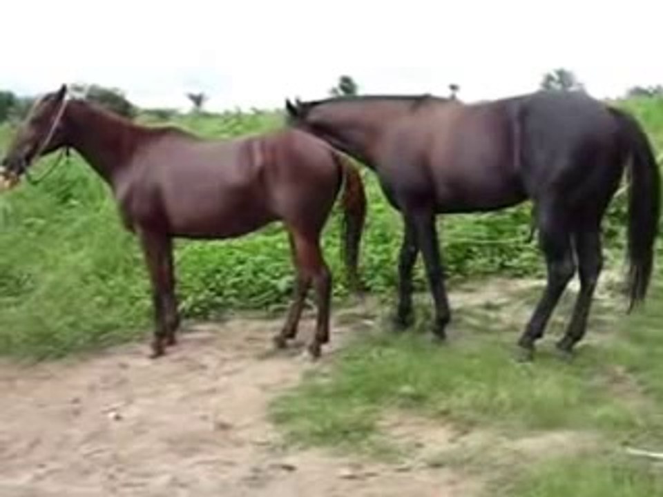 Cross Breeding - Mating Horses -
