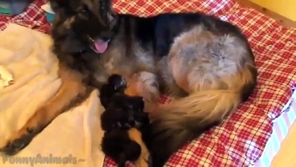 Funny Animals Adopt Other Animals Compilation