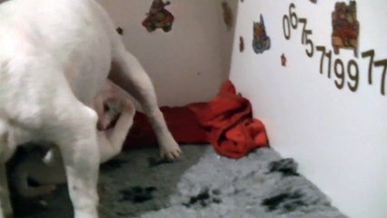 33ème vidéo La maman staffie et ses petits de STAFFORDLAND