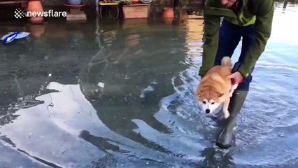 Dog "air swims" over flood water in San Francisco