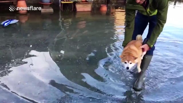 Dog air swims over flood water in San Francisco