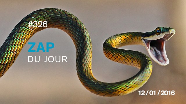 ZAP DU JOUR #326 : Une fille embrasse un serpent et va le regretter !