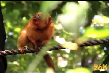 They're Golden - Cute Monkeys Hanging Out in Trees at Brookfield Zoo
