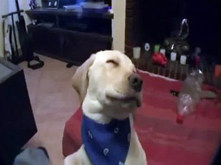 Cute Dog Fighting Sleep