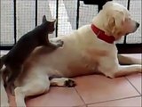 Cat massaging dog, very funny!!!