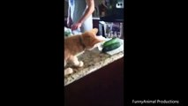 Cats scared of Cucumbers Compilation.-kirancollections