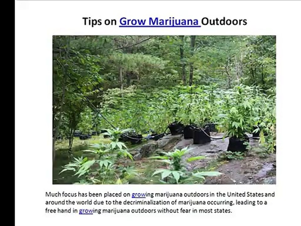 Tips on Grow Marijuana Outdoors