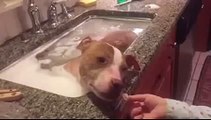 Pit Bull Takes A Relaxing Bath