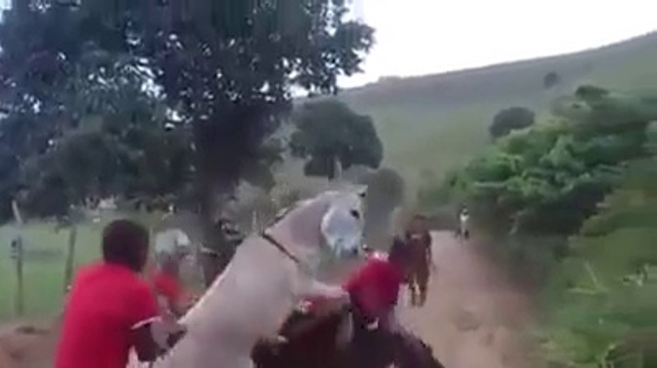 Funny Donkey In Action