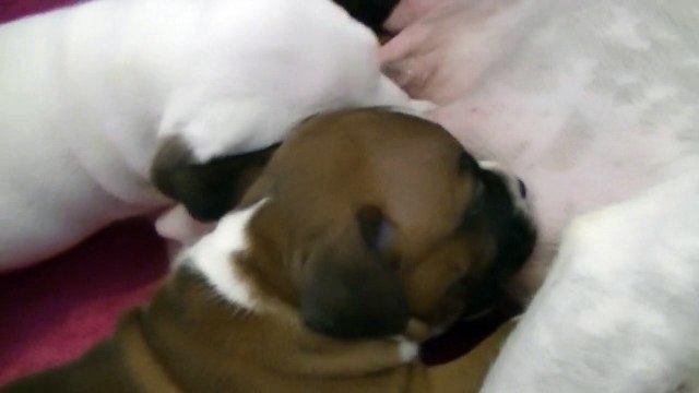 37ème vidéo La tétée avec les chiots staffies de STAFFORDLAND