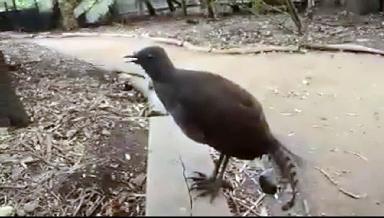 Amazing Bird Sounds From The Lyrebird  !!!!WOW!!!! Best video