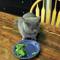 Watch What This Cat Does When Told To "Finish His Veggies!" HILARIOUS!