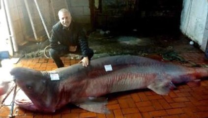 Edremitli Balıkçıların Ağına Köpek Balıkları Takıldı