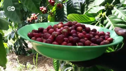 South Sudan coffee exports attract major investors | DW Business