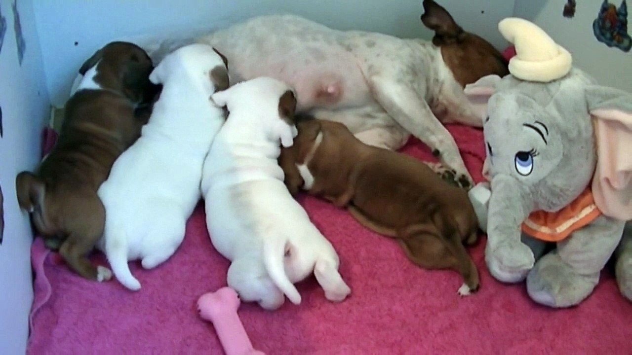 39ème vidéo La tétée avec les chiots staffies de  STAFFORDLAND