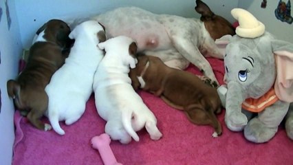 39ème vidéo La tétée avec les chiots staffies de  STAFFORDLAND