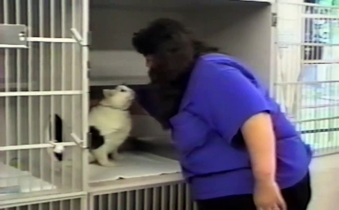 Whey Cats are aliens - Hilarious compilation