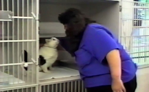 Whey Cats are aliens - Hilarious compilation