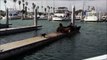 Un petit chien attaque 5 otaries sur un ponton