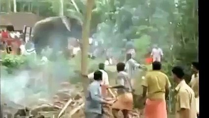 Elephant Attack in Kerala India