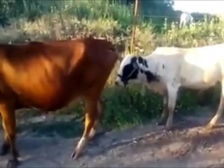 FUNNY INDIAN VIDEOS COMPILATION   FUNNY VIDEOS INDIA KERALA