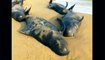 Des dizaines de baleines échouées sur une plage dans le sud de l'Inde !