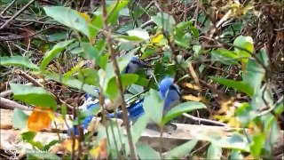 The Blue Jay Ep. 3 -  LoveBirds - Short documentary