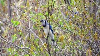 The blue Jay Ep. 4 - Spring Calls & Courting - Short Documentary