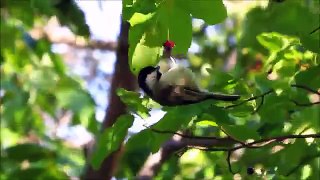 The Hanging Chickadee (Mini) HD