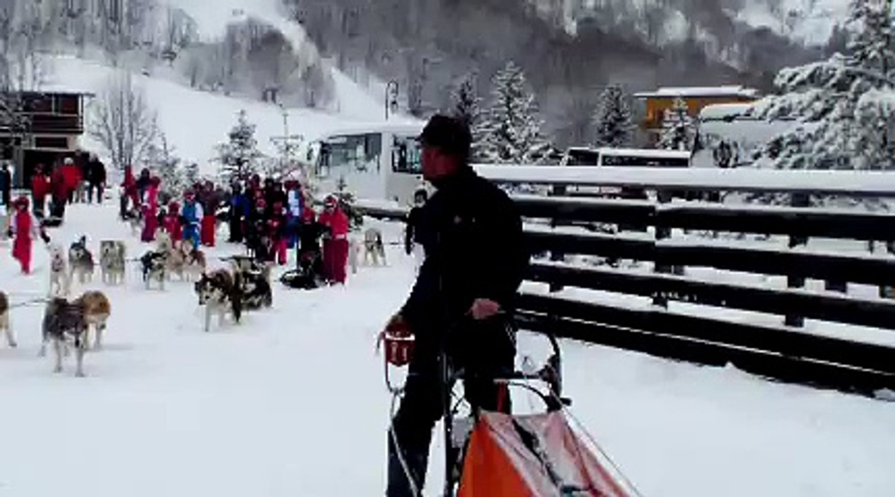 Les chiens de traîneau 1