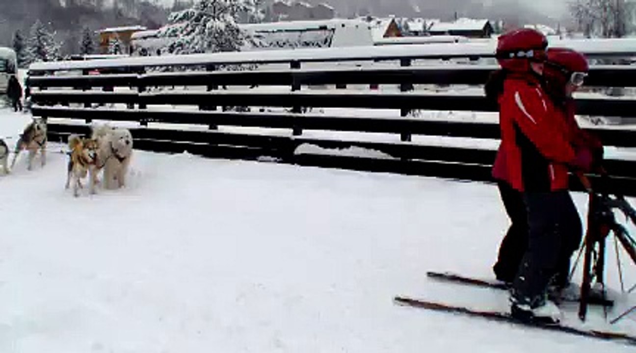 Les chiens de traîneau 4