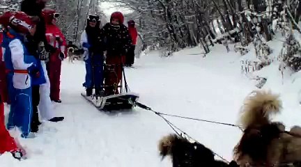 Les chiens de traîneau 6