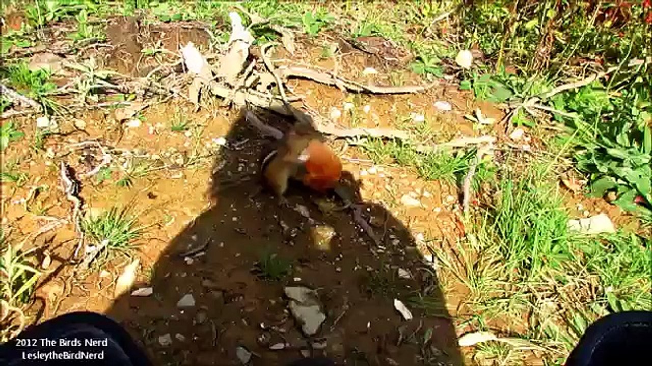 Silly chipmunk
