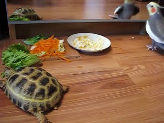 Parrot goes crazy after seeing turtle's reflection in mirror