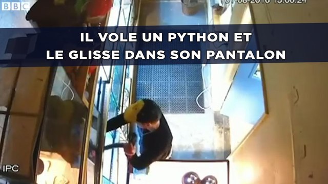 Il vole un python et le glisse dans son pantalon