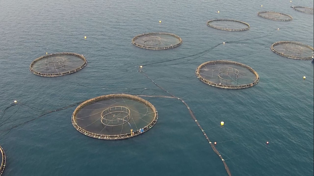 National Aquaculture Group, Barramundi Fish Farm, Sea Cages, Vannamei Shrimp Farming, Saudi Arabia