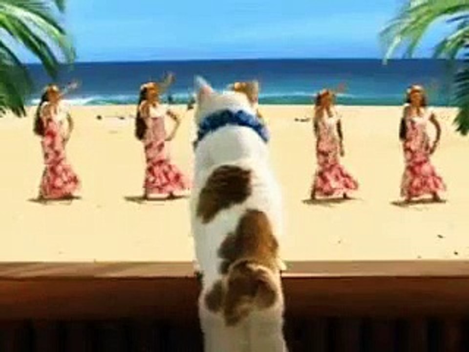 crazy funny cat dance