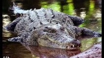 Thailand woman dead after jumping into crocodile pit