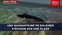 Une quarantaine de baleines s'échoue sur une plage