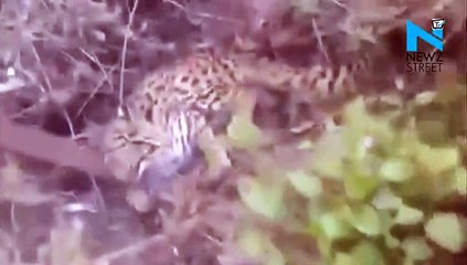 Caught on cam- Police arrests Leopard cub kidnapers from Himachal