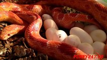 Corn snake giving birth, laying egg☆ Animals Giving Birth