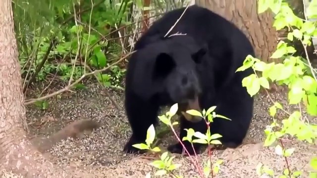 Приколы с животными. Забавные кошки, собаки, гуси и медведь