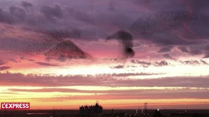 Un étonnant ballet d'étourneaux dans le ciel d'Israël