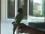 A Beautiful Parrot who plays Golf and Basketball ll must wtach